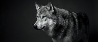 Majestic gray wolf portrait in black and white photography showcasing wild canine predator with intense gaze and detailed fur texture against dark background.