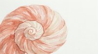 Spiral seashell with soft peachy and cream tones, featuring organic swirling patterns and natural textures for design and illustration projects.