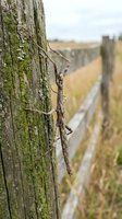 Rusty metal chain hanging on weathered wooden fence post with moss in rural countryside setting with blurred pathway and golden grass fields in background.