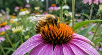 Honeybee collecting nectar from purple coneflower echinacea bloom in summer garden with colorful wildflowers creating natural pollinator habitat scene.