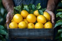 Fresh yellow lemons in rustic wooden box held by African American farmer hands against green foliage background, organic citrus harvest concept.