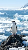 Chinstrap penguin standing on dark rock surrounded by pack ice and icebergs in Antarctic waters, wildlife photography for nature and travel content.