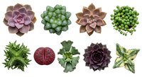 Collection of nine diverse succulent plants arranged in rows showing various species with different colors and textures isolated on white background.