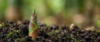 Young seedling sprouting from dark soil with blurred green foliage background, representing new growth, gardening, agriculture, and nature renewal for environmental and botanical projects.