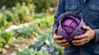 Farmer holding fresh purple cabbage in garden with blurred green plants background, agricultural harvest and organic produce concept for farming and food industry.