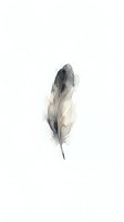 Watercolor feather in gray tones isolated on white background for minimalist design projects and natural decor elements.