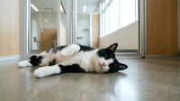 Black and white cat lying on polished concrete floor in modern office building with glass walls and natural light streaming through windows.