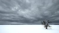Dramatic winter landscape with lone bare tree in snow-covered field under stormy gray clouds for seasonal nature backgrounds and weather concepts.