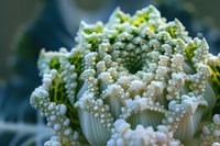 Extreme close-up of romanesco broccoli showing intricate spiral patterns and fractals in white and lime green colors against dark background, fresh organic produce.