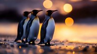 Group of emperor penguins standing together on icy surface during golden hour sunset with warm bokeh lights creating magical Antarctic wildlife scene.