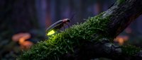 Glowing firefly beetle on moss-covered tree branch in enchanted forest with magical bioluminescent light creating mystical woodland atmosphere at dusk.