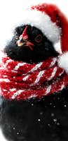 Black chicken wearing red and white Santa hat and scarf with falling snow, creating festive winter holiday mood for seasonal greeting cards and decorations.