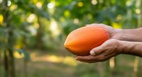 Farmer's hand holding fresh ripe mango against blurred orchard background. Harvest, agriculture, and organic fruit production concept for farming and food industry use.