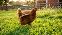 Brown hen walking on green grass in farmyard during golden hour sunset with barn and rural buildings in blurred background for agriculture and poultry farming concepts.