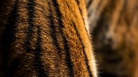 Close-up macro shot of tiger fur showing detailed orange and black striped pattern with natural texture and warm lighting for wildlife photography projects.