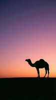 Silhouette of a camel standing in desert landscape against vibrant sunset sky with purple, pink, and orange gradient colors. Wildlife and nature photography.