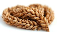Golden wheat ears in macro shot on white background, showing detailed grain texture and natural agricultural harvest pattern, isolated for design use.