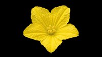 Bright yellow flower with four petals and detailed center, isolated on transparent background. Ready for t-shirt designs, clipart, stickers, print-on-demand products, and sublimation projects.