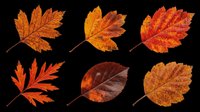 Autumn maple and foliage leaves isolated on transparent background. Ready for t-shirt design, clipart, stickers, print-on-demand products, and sublimation projects.