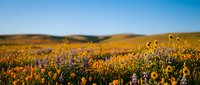 Vibrant wildflower meadow with orange poppies and purple lupines blooming across rolling hills under clear blue sky during golden hour sunset light.