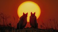Two majestic owls perched together against dramatic orange sunset sky, silhouetted figures of birds creating mysterious atmospheric scene in nature at dusk.
