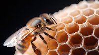 Detailed macro shot of honey bee on fresh honeycomb cells showing natural beekeeping process and honey production on dark background.