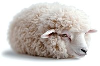 Young white sheep with thick curly wool and gentle expression lying down on isolated background, suitable for farm animal and livestock designs.