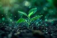 Young green seedling with digital network overlay growing from soil in mystical forest environment with bokeh light effects.