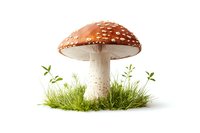 Red and white spotted amanita muscaria mushroom growing in green grass on white background, isolated botanical illustration for nature designs.