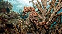 Vibrant coral reef ecosystem with branching hard corals and marine life in crystal clear tropical waters showcasing underwater biodiversity and ocean habitat.