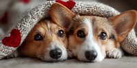 Two adorable Welsh Corgi dogs lying close together under a cozy knitted blanket with red heart pattern, creating a warm and affectionate scene.