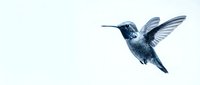 Hummingbird in flight with spread wings isolated on white background for nature and wildlife design projects.