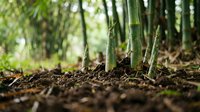 Young bamboo shoots emerging from rich soil in a dense forest grove, ideal for nature, agriculture, and environmental design projects.