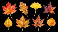 Autumn leaves collection in vibrant fall colors including maple, ginkgo, and Japanese maple varieties. Isolated on transparent background, ready for t-shirt design, clipart, stickers, sublimation, and print-on-demand projects.