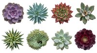 Collection of colorful succulent plants isolated on white background for gardening design projects and botanical illustrations.
