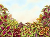 Colorful foliage plants with vibrant magenta and golden leaves arranged at bottom border, isolated on light background, suitable for design projects and botanical compositions.