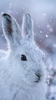 White arctic hare portrait in winter snow with falling snowflakes and soft purple background for seasonal wildlife photography and nature concepts.