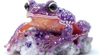 Purple spotted frog with orange throat sitting on crystal formation against white background, amphibian wildlife nature photography.