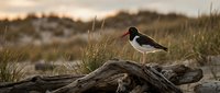 Oystercatcher bird perched on driftwood log in coastal dune landscape during golden hour sunset with native grass vegetation in natural wildlife habitat.