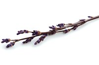 Fresh lavender sprigs with purple flowers isolated on white background for aromatherapy, spa treatments, natural skincare and herbal medicine applications.