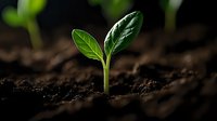 Young green seedling emerging from rich dark soil with two fresh leaves, illuminated by soft light against blurred background, symbolizing growth and new beginnings.