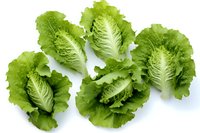 Fresh green romaine lettuce leaves arranged on white background, crisp and vibrant leafy vegetables isolated for culinary and food photography use.