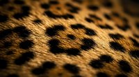 Leopard fur texture with spotted pattern in warm golden and black tones, suitable for wildlife backgrounds, animal print designs, and nature-themed projects.