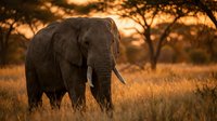 Majestic elephant walking through golden savanna grassland during warm sunset with acacia trees creating dramatic silhouettes in background wildlife photography.