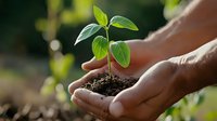 Young green seedling growing in soil held gently in male hands, symbolizing growth, nurturing, and environmental care.
