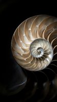 Nautilus shell cross-section showing spiral chambers and golden ratio geometry against dark background for scientific and educational content.
