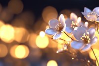 Delicate white cherry blossoms against warm bokeh background with golden sunset light creating dreamy spring atmosphere. Soft focus macro photography captures nature magic.