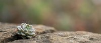 Young succulent plant with pale green rosette leaves growing on rocky soil surface, suitable for gardening, botanical, and nature design projects.