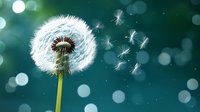 Delicate dandelion seeds floating in breeze against blurred teal background with magical bokeh lights, capturing moment of natural transformation and freedom.