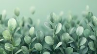 Delicate eucalyptus leaves create soft natural pattern in mint green tones. Fresh spring foliage background with selective focus and dreamy bokeh effect.